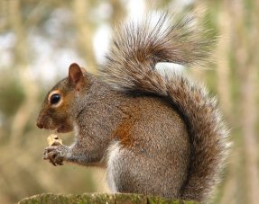 Squirrel with Nut